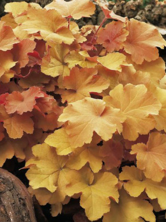 Żurawka 'Caramel' Heuchera