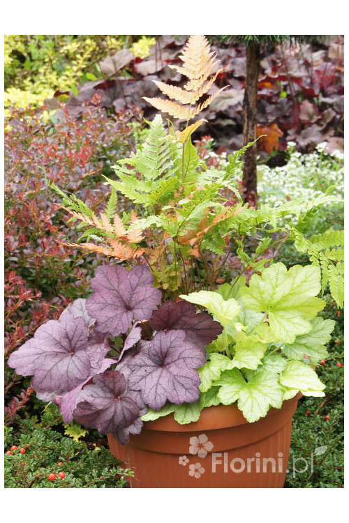 Zestaw nr 1 - falująca delikatność