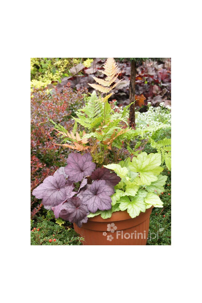 Zestaw nr 1 - falująca delikatność