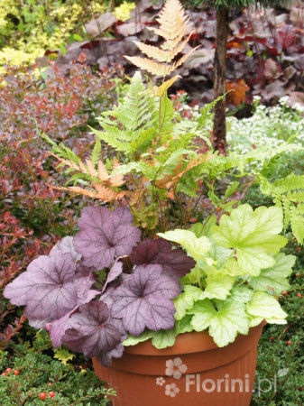 Zestaw nr 1 - falująca delikatność