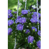 Stokezja gładka 'Mel's Blue' | Stokesia laevis