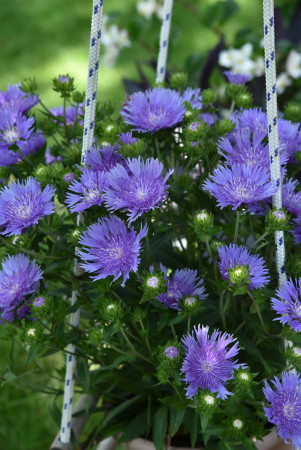 Stokezja gładka 'Mel's Blue' | Stokesia laevis
