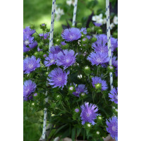Stokezja gładka 'Mel's Blue' | Stokesia laevis