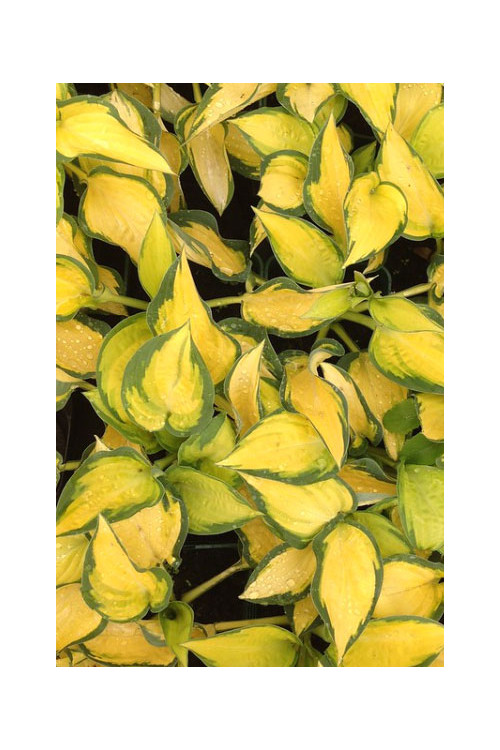 Funkia 'Orange Marmalade' | Hosta