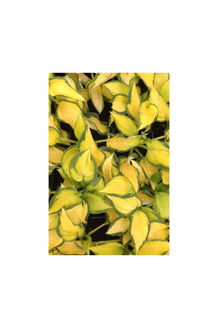 Funkia 'Orange Marmalade' | Hosta