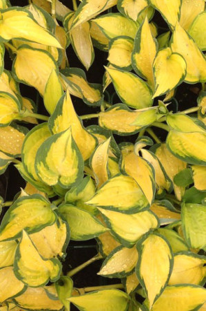 Funkia 'Orange Marmalade' | Hosta