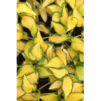 Funkia 'Orange Marmalade' | Hosta