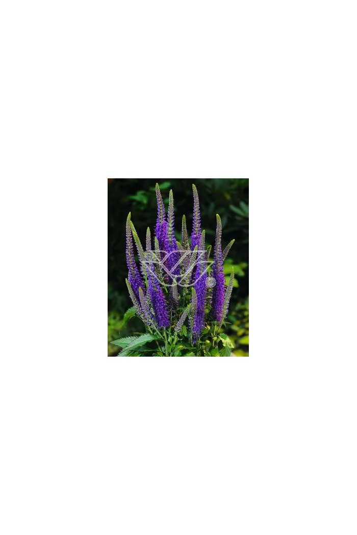 Przetacznik długolistny 'Eveline' Veronica longifolia