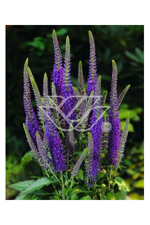 Przetacznik długolistny 'Eveline' Veronica longifolia