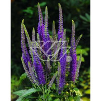 Przetacznik długolistny 'Eveline' Veronica longifolia