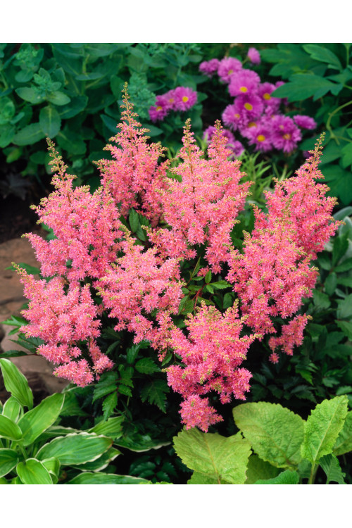 Tawułka arendsa 'Amerika' | Astilbe arendsii