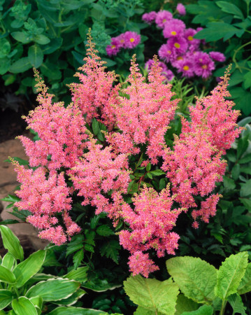 Tawułka arendsa 'Amerika' | Astilbe arendsii