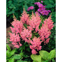 Tawułka arendsa 'Amerika' | Astilbe arendsii