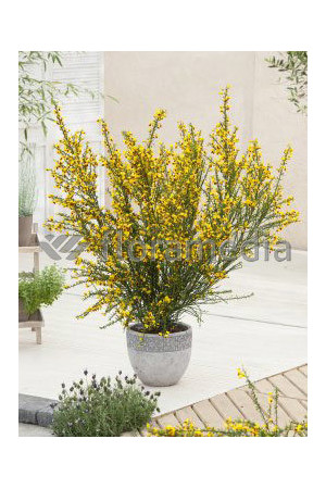 Żarnowiec / Szczodrzeniec miotlasty 'Firefly' Cytisus scoparius