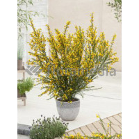 Żarnowiec / Szczodrzeniec miotlasty 'Firefly' Cytisus scoparius