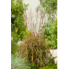 Miskant chiński 'Navajo' | Miscanthus sinensis