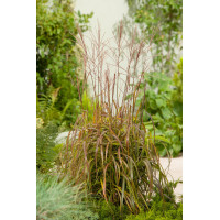 Miskant chiński 'Navajo' | Miscanthus sinensis