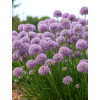 Czosnek ozdobny 'Avatar' | Allium