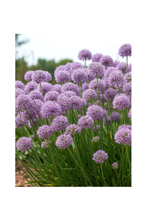 Czosnek ozdobny 'Avatar' | Allium