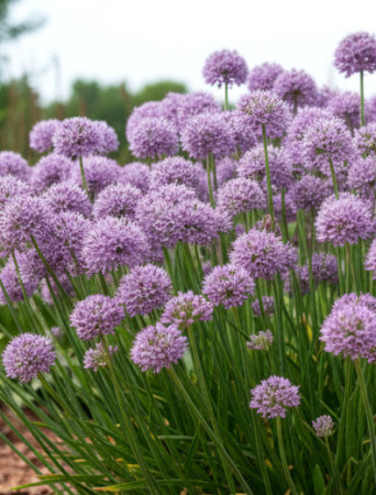 Czosnek ozdobny 'Avatar' | Allium