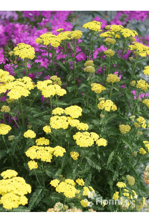 Krwawnik ogrodowy 'Moonshine' | Achillea millefolia