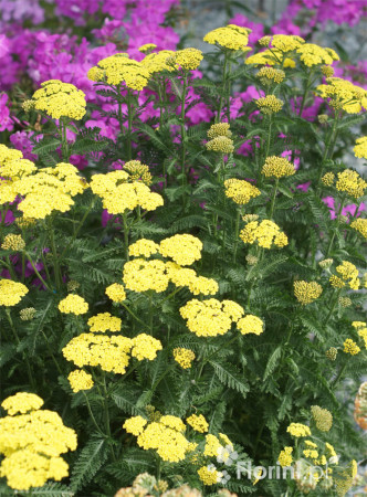Krwawnik ogrodowy 'Moonshine' | Achillea millefolia