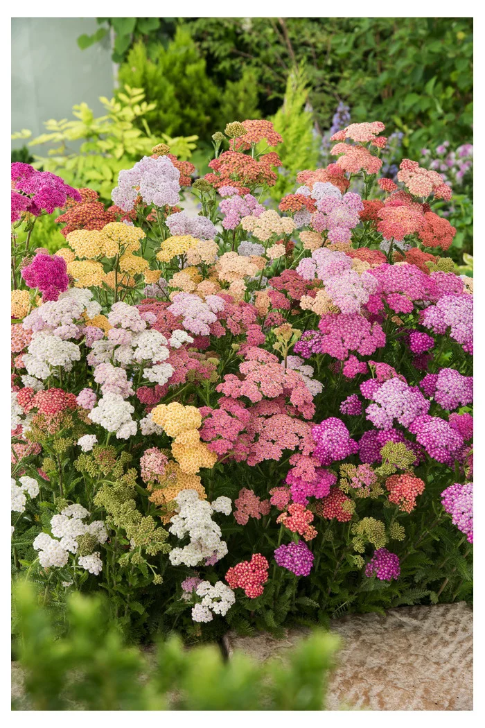 Krwawnik ogrodowy 'Summer Pastels' | Achillea millefolium