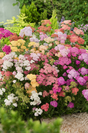 Krwawnik ogrodowy 'Summer Pastels' | Achillea millefolium