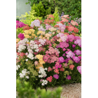 Krwawnik ogrodowy 'Summer Pastels' | Achillea millefolium