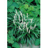 Liriope 'Monroe White' Liriope muscari