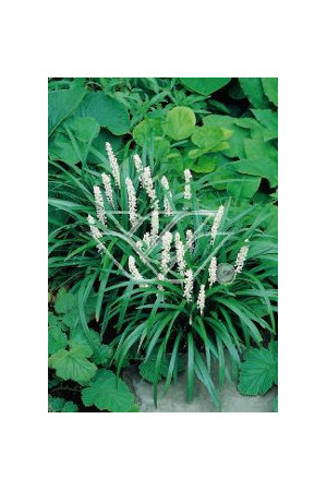 Liriope 'Monroe White' Liriope muscari