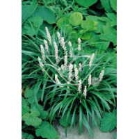 Liriope 'Monroe White' Liriope muscari
