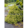 Cyprysik groszkowy 'Golden Mop' | Chamaecyparis pisifera