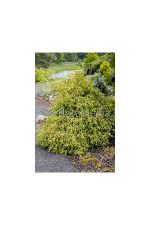 Cyprysik groszkowy 'Golden Mop' | Chamaecyparis pisifera