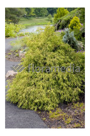 Cyprysik groszkowy 'Golden Mop' | Chamaecyparis pisifera