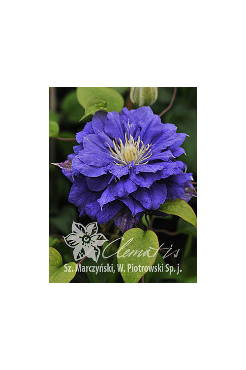 Powojnik 'Kiri Te Kanawa' | Clematis