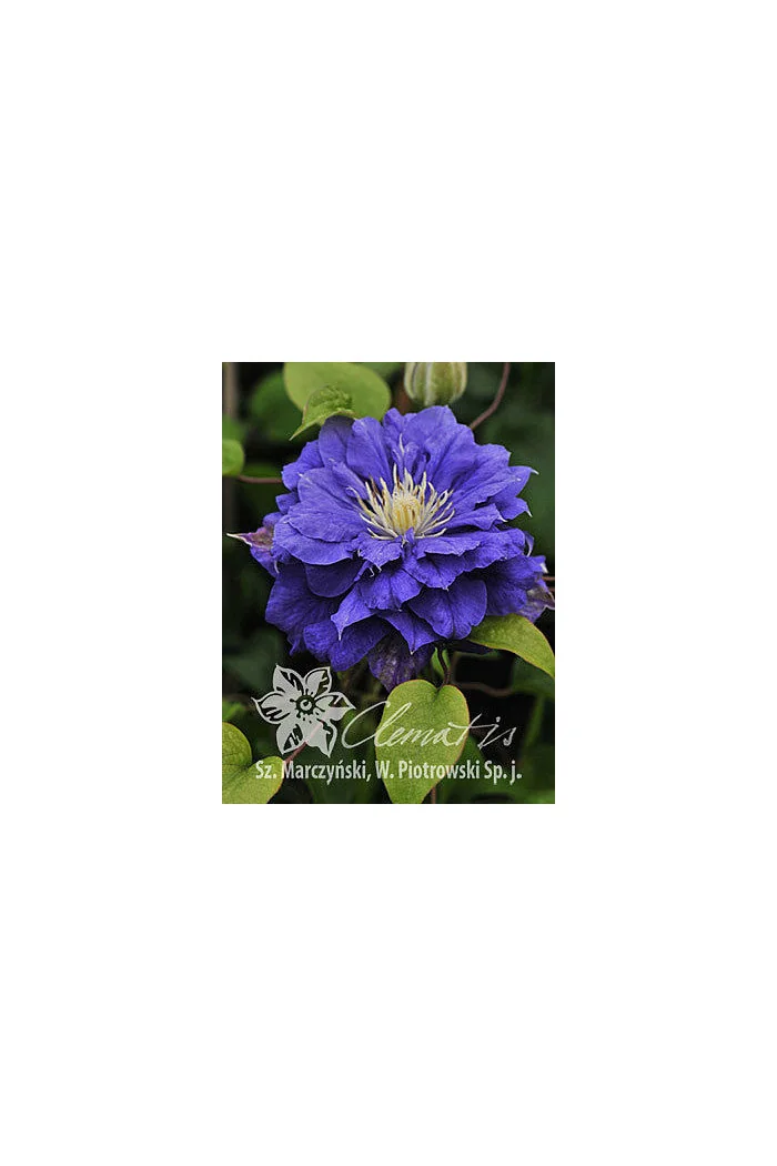 Powojnik 'Kiri Te Kanawa' | Clematis