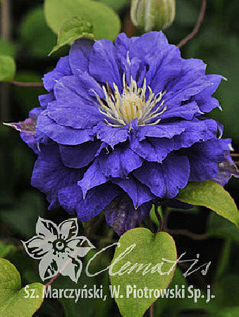 Powojnik 'Kiri Te Kanawa' | Clematis