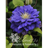 Powojnik 'Kiri Te Kanawa' | Clematis