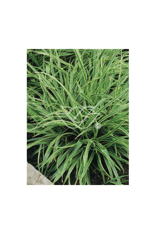 Kosmatka olbrzymia 'Marginata' | Luzula sylvatica