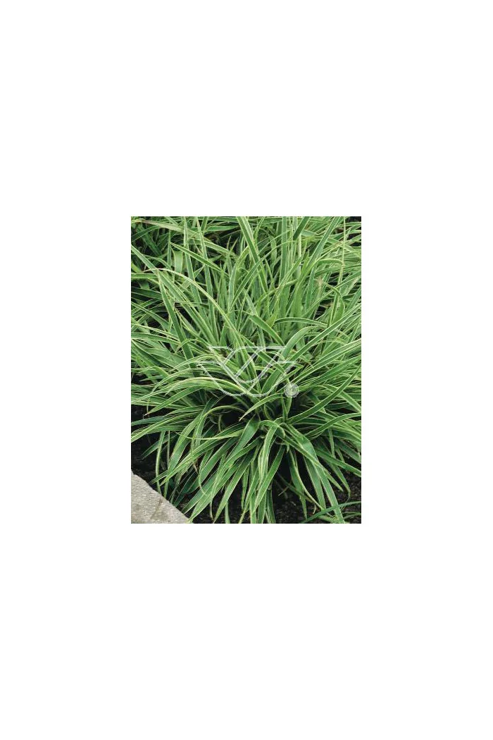 Kosmatka olbrzymia 'Marginata' | Luzula sylvatica