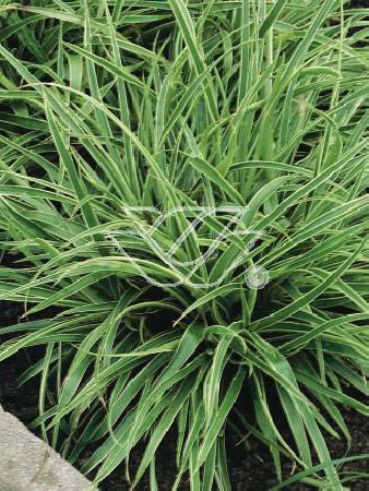 Kosmatka olbrzymia 'Marginata' | Luzula sylvatica