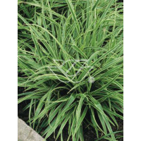 Kosmatka olbrzymia 'Marginata' | Luzula sylvatica