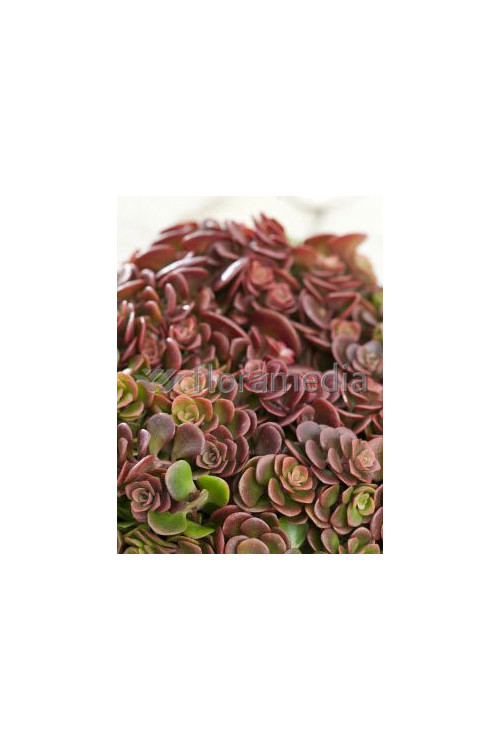 Rozchodnik murowy 'Coral Reef' Sedum tetractinum