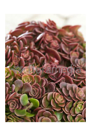 Rozchodnik murowy 'Coral Reef' Sedum tetractinum