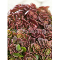 Rozchodnik murowy 'Coral Reef' Sedum tetractinum