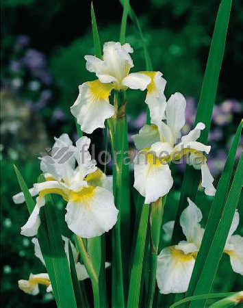 Kosaciec syberyjski Snow Queen, Iris sibirica, Irys