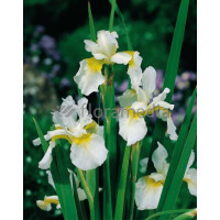 Kosaciec syberyjski Snow Queen, Iris sibirica, Irys