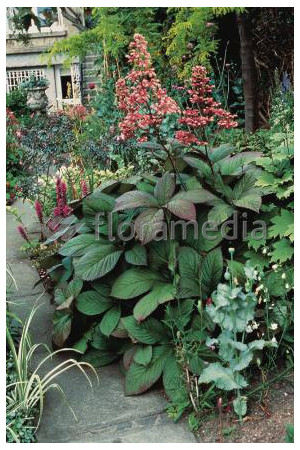Rodgersja 'Dark Pokers' Rodgersia acutifolia