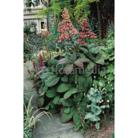 Rodgersja 'Dark Pokers' Rodgersia acutifolia